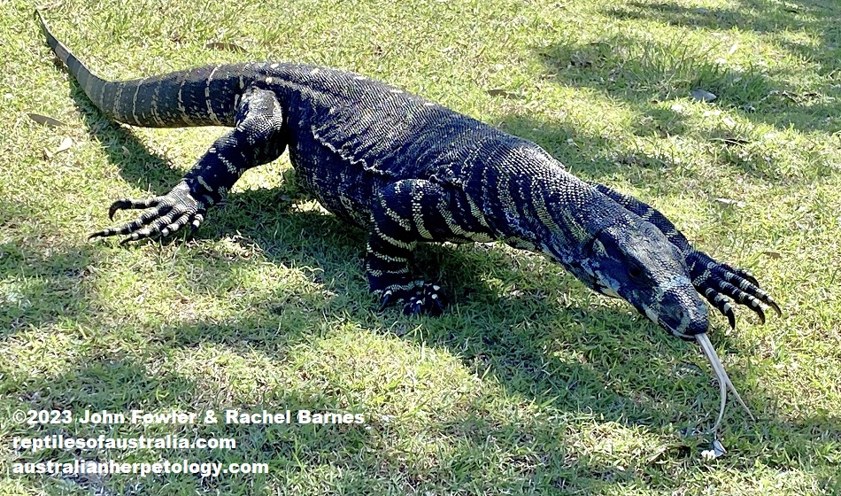 A large Lace Monitor (Varanus varius) photographed at Diamond Head Campground, NSW